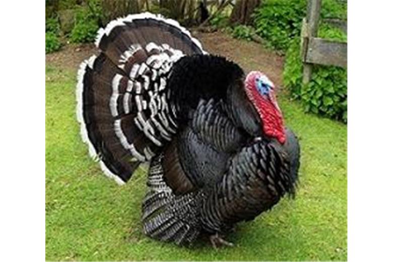 Γαλοπούλα ελεύθερης βοσκής 